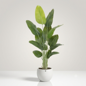 TALL BANANA LEAF PLANT- 6 FEET WITH POT - Image 2