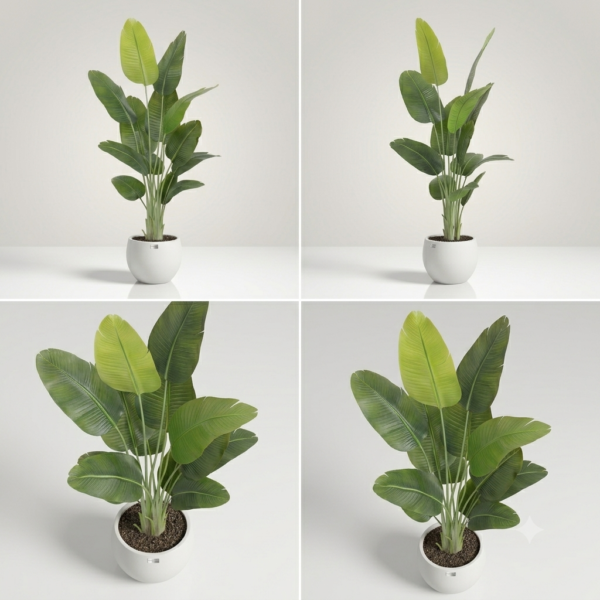 TALL BANANA LEAF PLANT- 6 FEET WITH POT