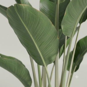 TALL BANANA LEAF PLANT- 6 FEET WITH POT - Image 3