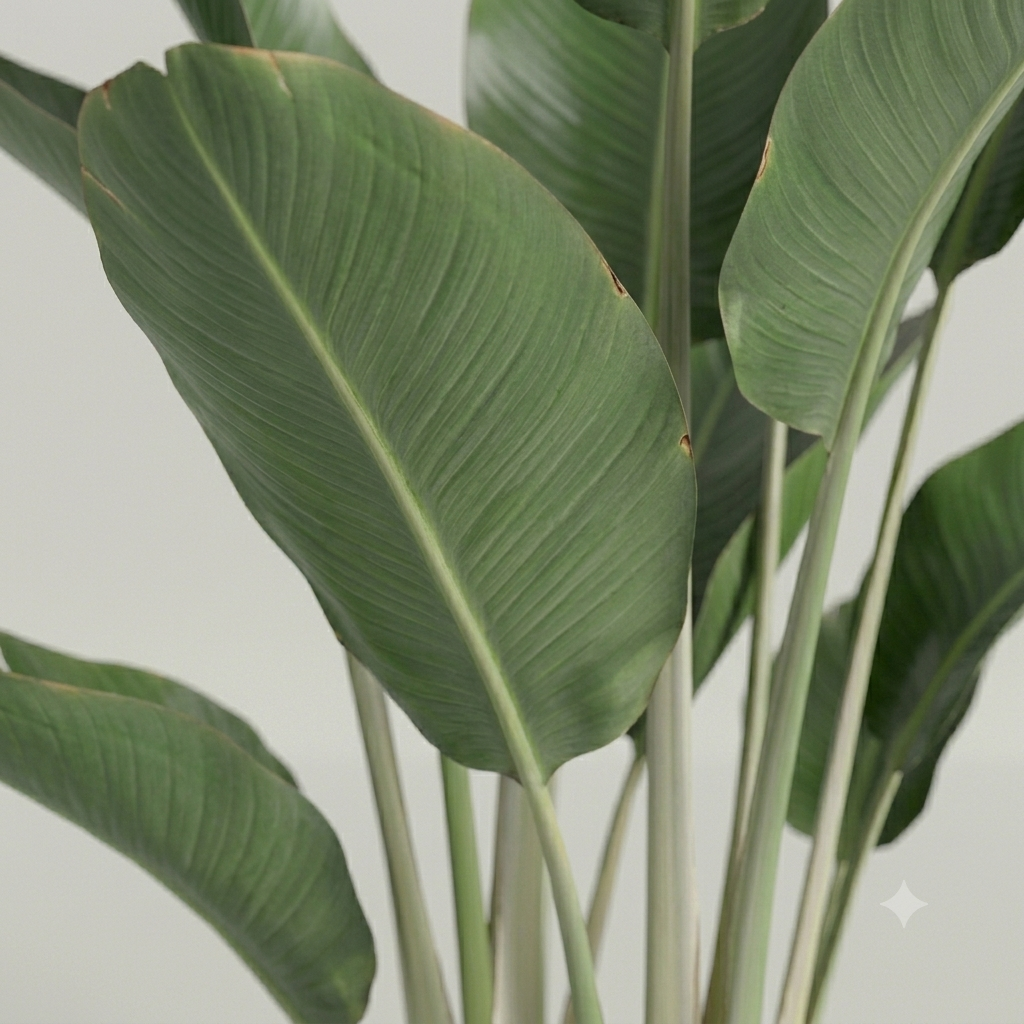 TALL BANANA LEAF PLANT- 6 FEET WITH POT - Image 3